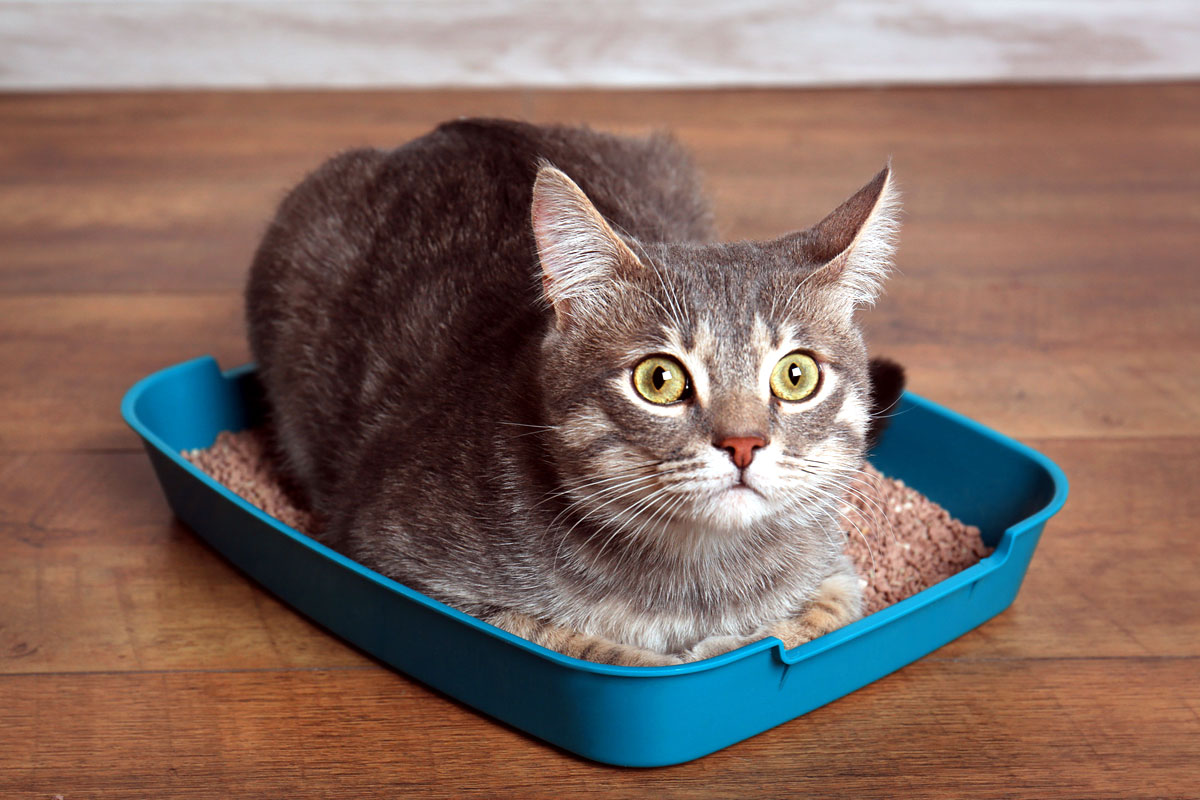 What's The Largest Cat Litter Box (and Why Your Cat Needs It) – TheCatSite  Articles