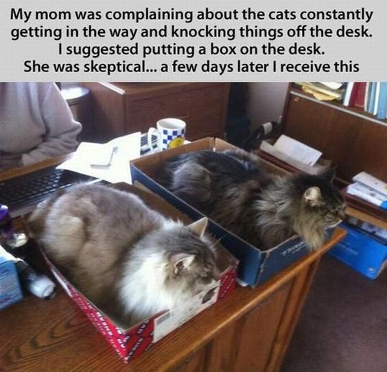 cat in boxes.jpg