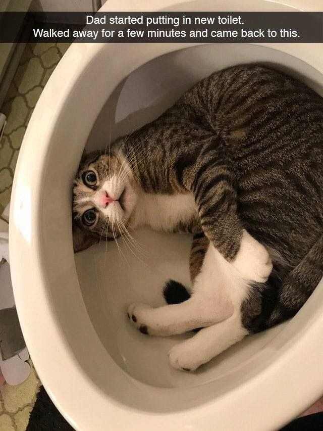 Cat in toilet.jpg