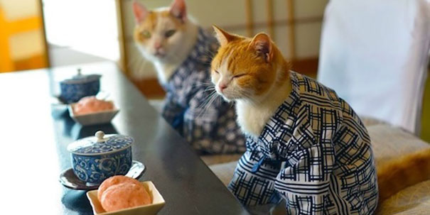 cat-kimonos-japan-19__605.jpg
