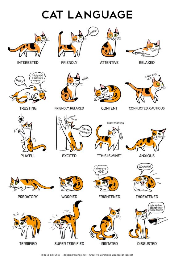 Cat Language.jpg