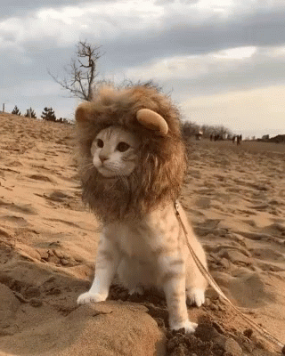 cat-lion.gif