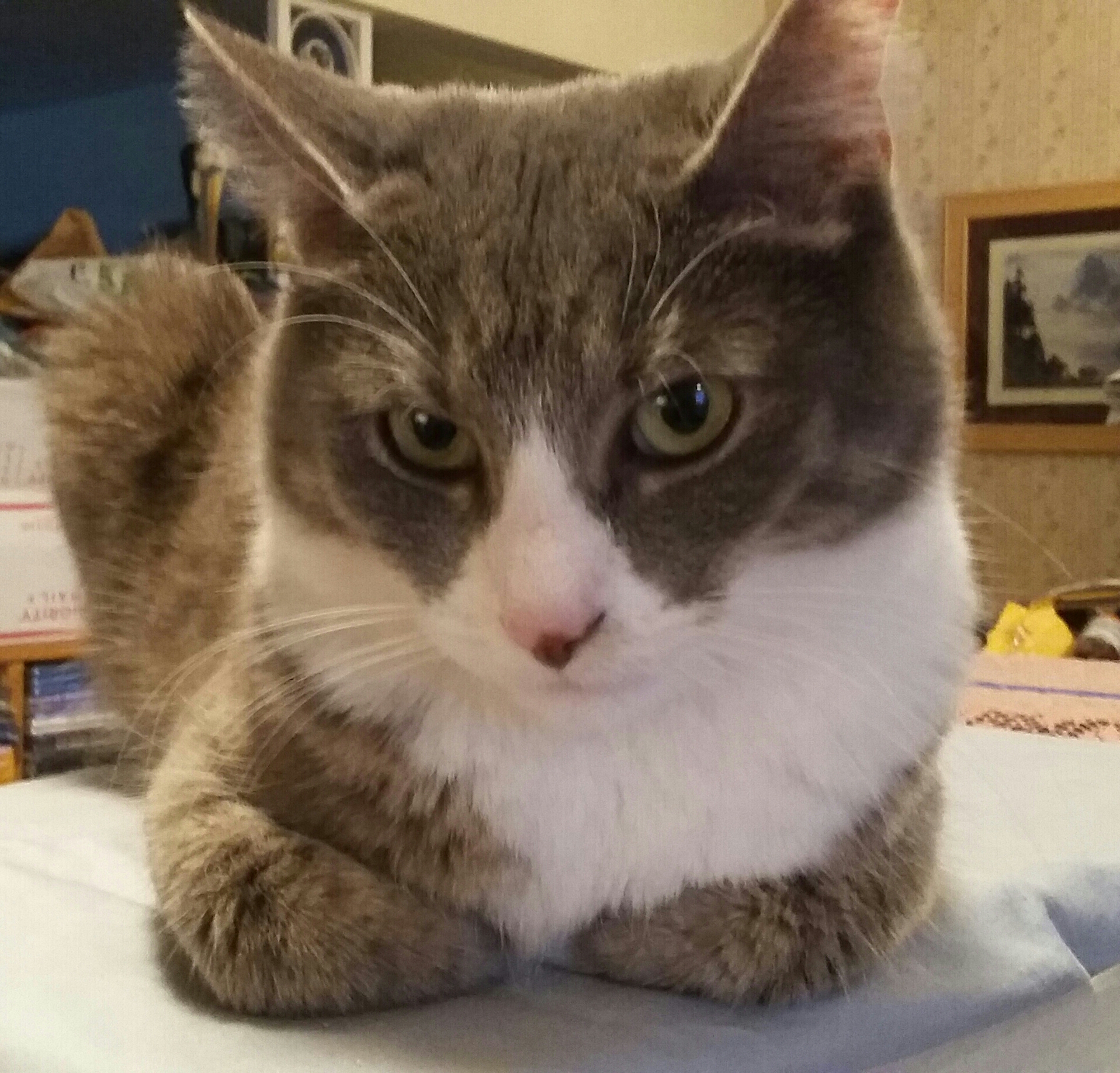Cat loaf.jpg