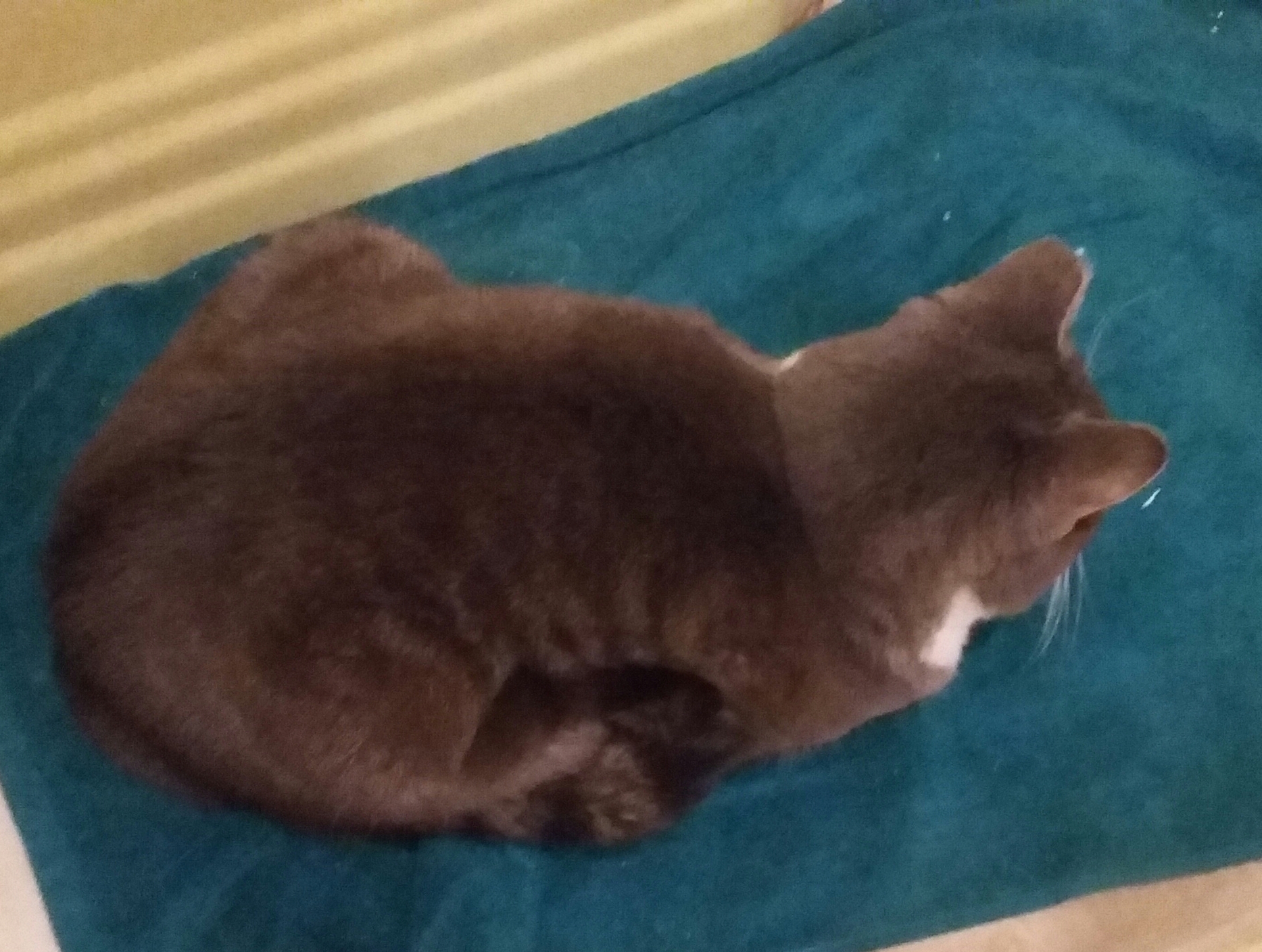 Cat loaf side.jpg