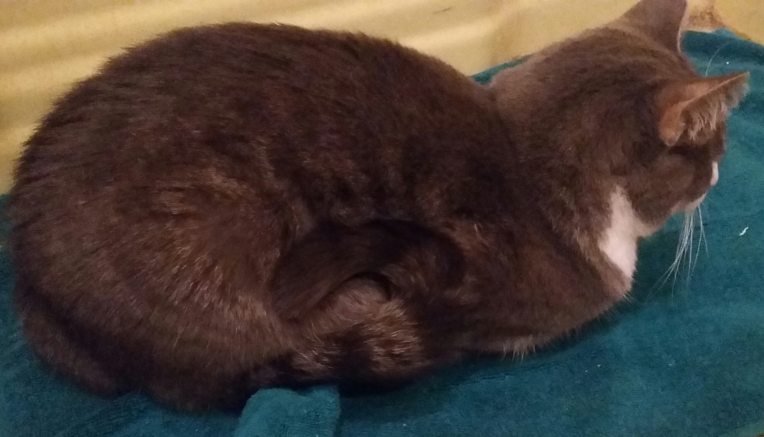 Cat loaf with tail.jpg