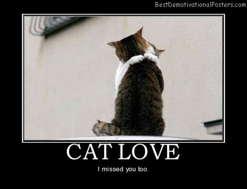 cat-love-hug-animal-best-demotivational-posters.jpg