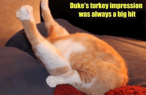 cat-meme-cat-dukes-turkey-impression-was-always-a-big-hit.png