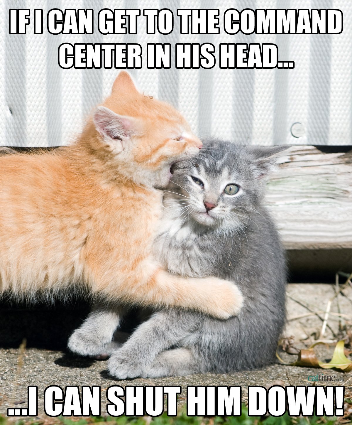 cat-meme-kitten-biting-another-kitten-in-the-head.jpg