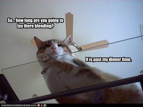 cat meme lay how long are you going to there bleeding  copy.jpg