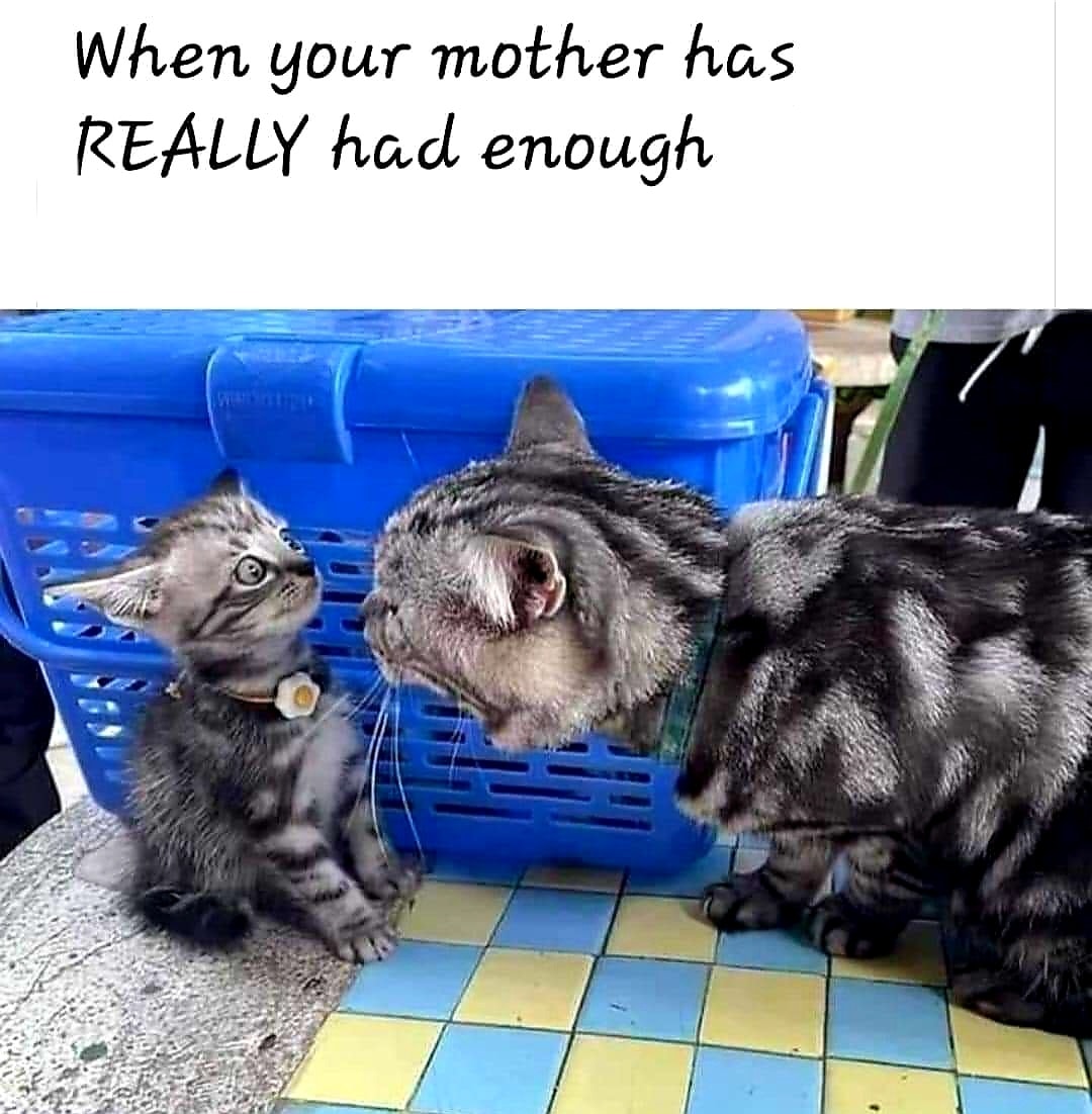cat mother.jpg