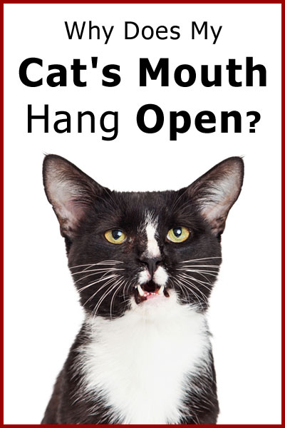 cat mouth open jpg