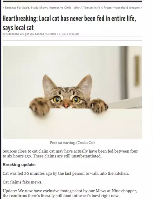 cat news.jpg