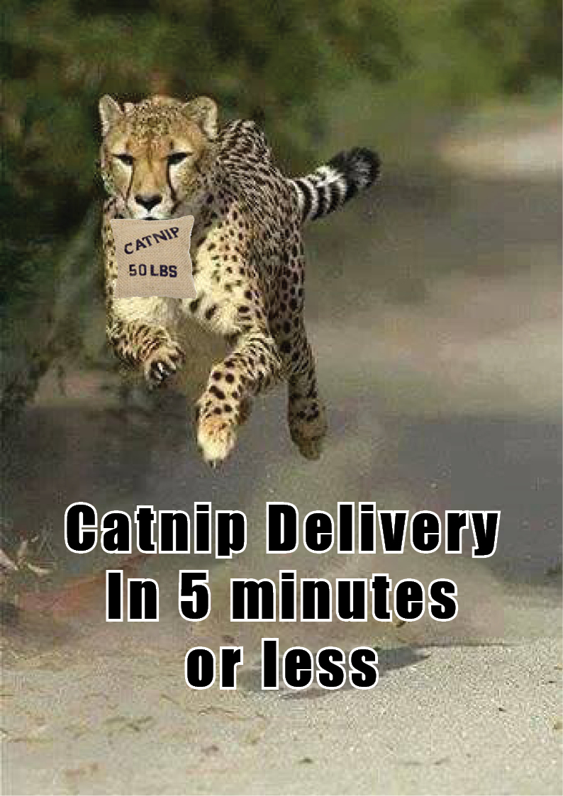 cat nip delivery.jpg