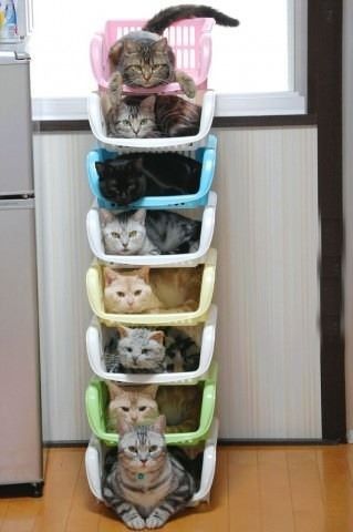 cat organizer.jpg