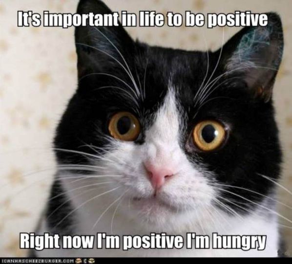 cat positive.jpg