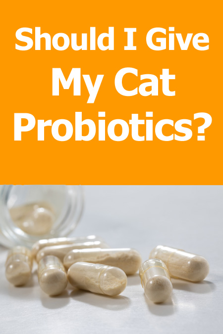 Should I Give My Cat Probiotics?