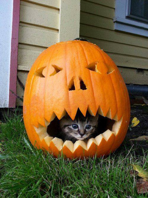 cat pumpkin.jpg