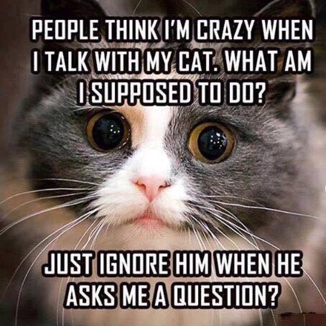 cat question.jpg