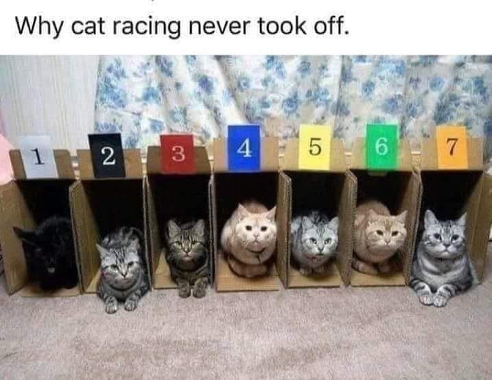 cat racing.jpg