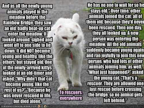 Cat Rescuers Myth.jpg