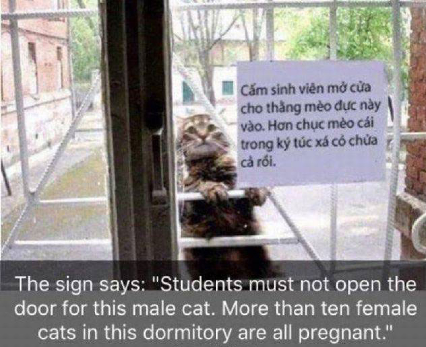 CAT SIGN.jpg