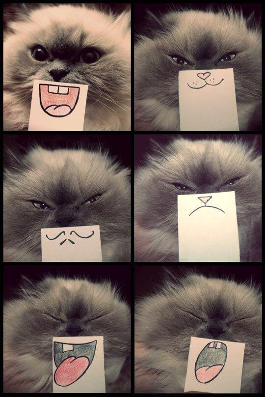 cat smilies.jpg