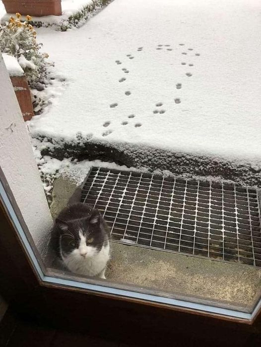 cat snow.jpg