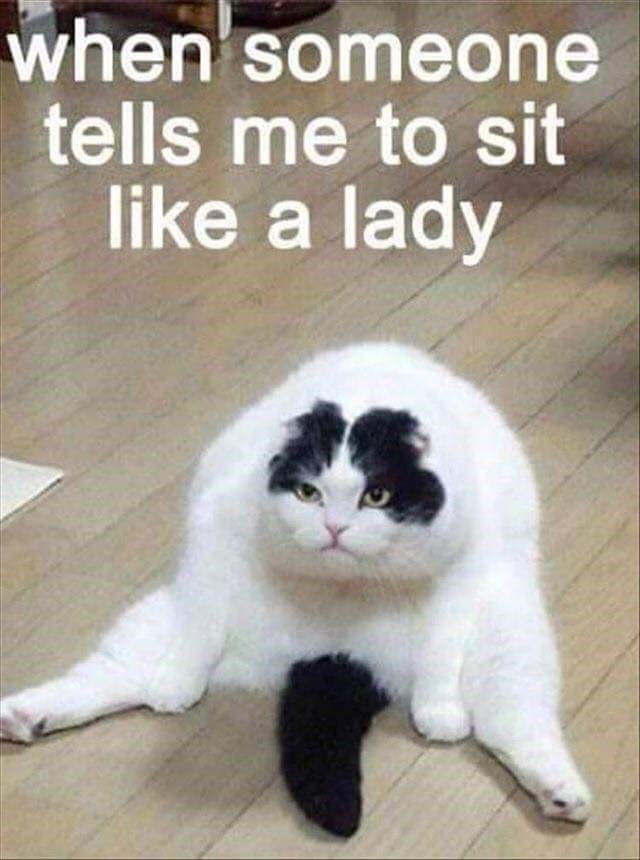 cat-someone-tells-sit-like-lady.jpg