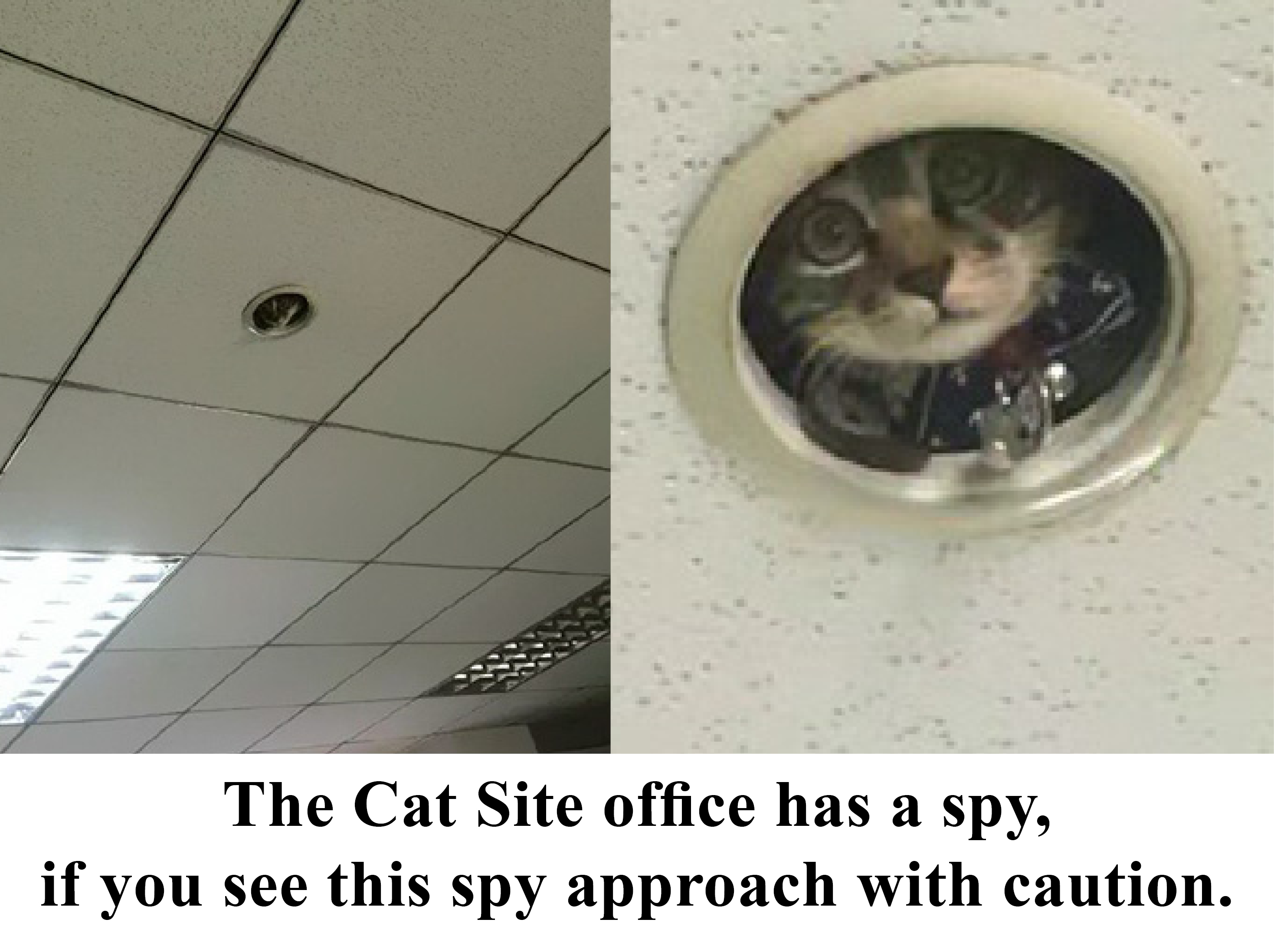 cat spy.jpg