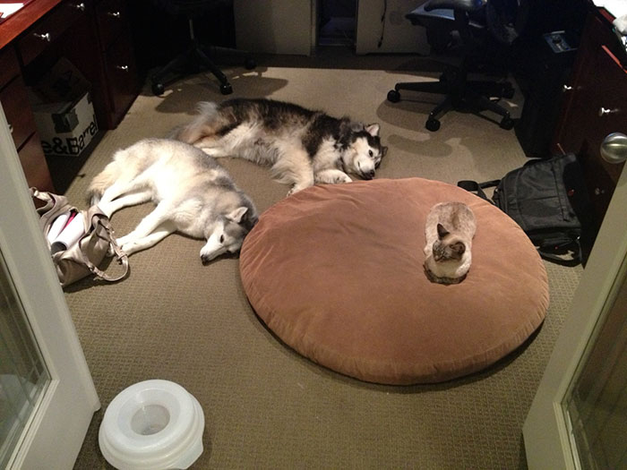 cat stole dog bed 2.jpg