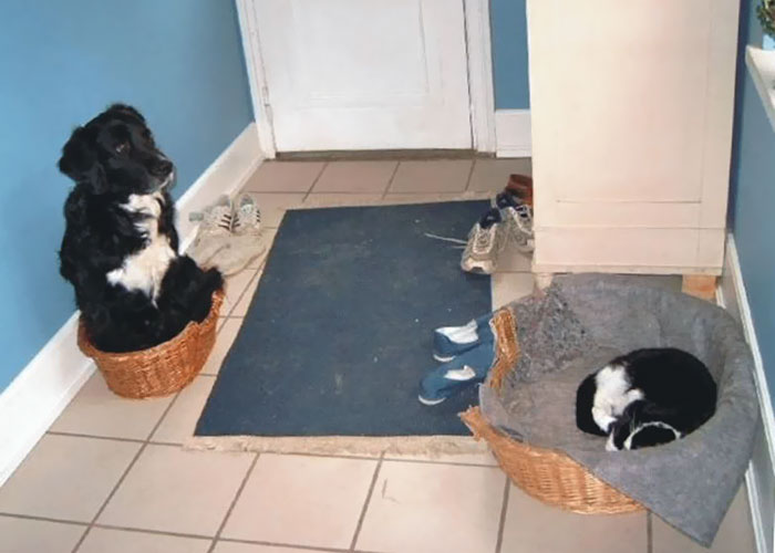 cat stole dogs bed.jpg