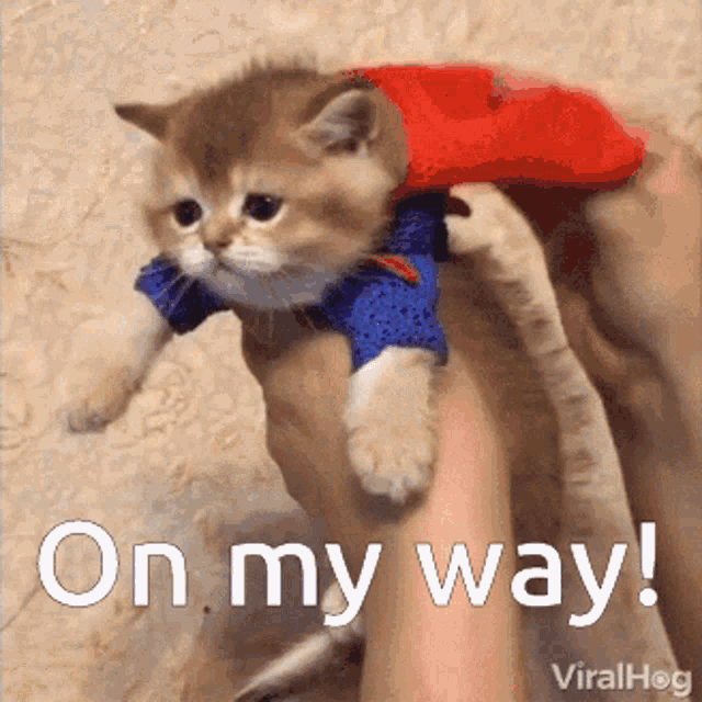 cat-superman.gif