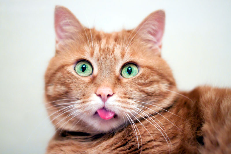 Cat Breathing With Mouth Open And Tongue Out CatWalls