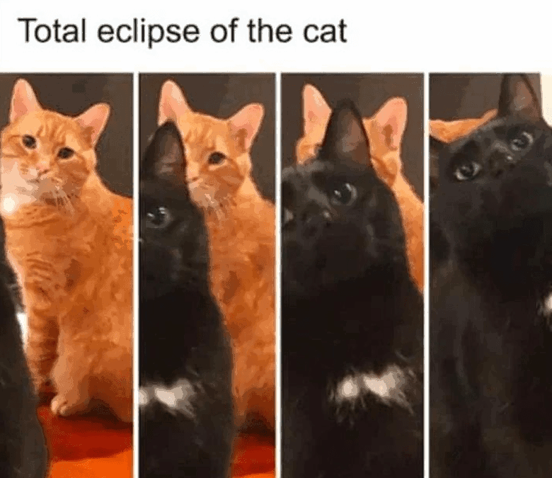 cat-total-eclipse-cat.png