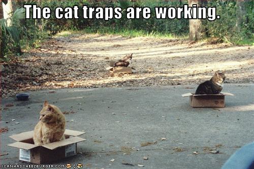 cat-traps.jpg