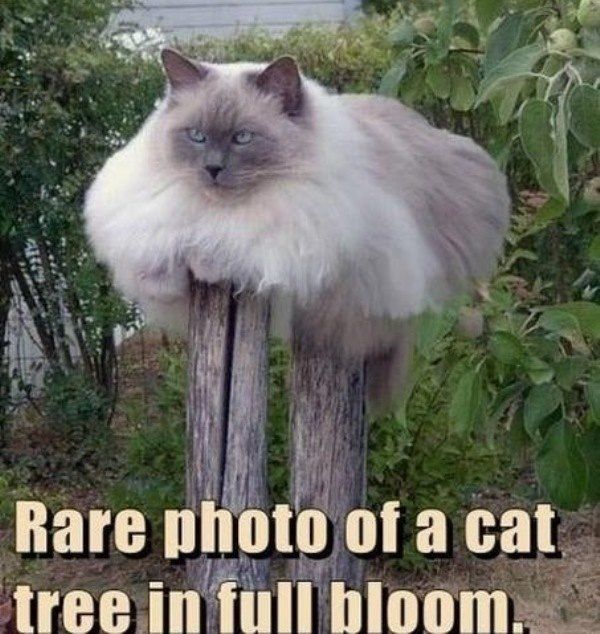 cat-tree.jpg