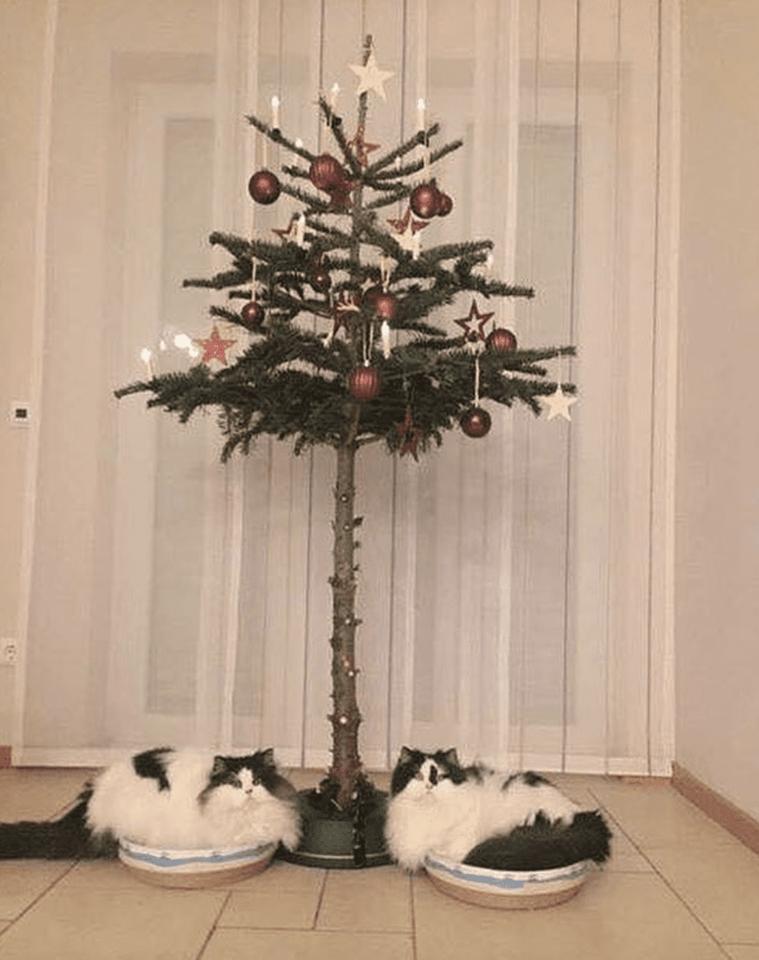 cat tree.jpg