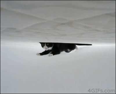 Cat-under-bed-sheets-upside-down.gif