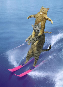 cat water ski_small.jpg