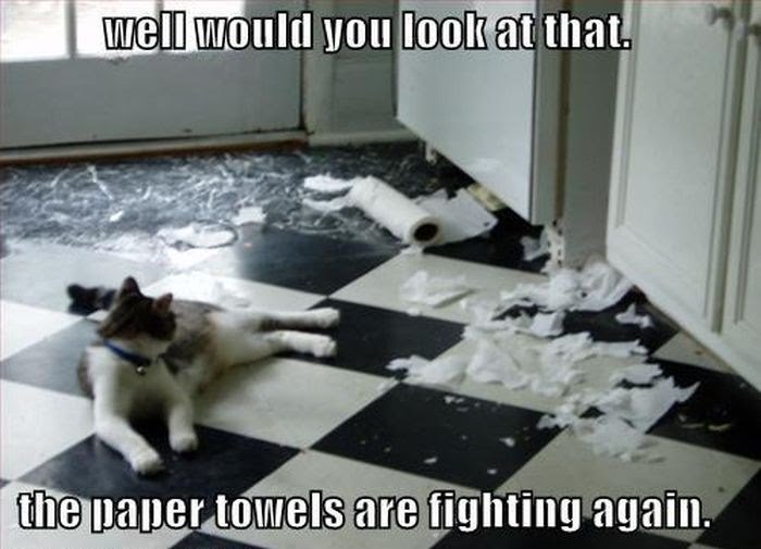 cat-well-would-look-at-paper-towels-are-fighting-again.jpeg