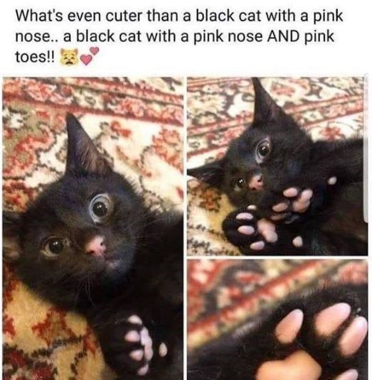 cat-whats-even-cuter-than-a-black-cat-with-a-pink-nose-a-black-cat-with-a-pink-nose-and-pink-...jpeg