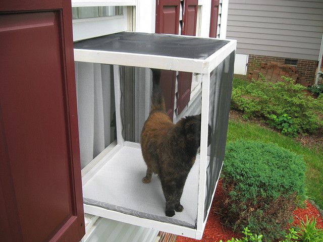 Cat Window Box.jpg