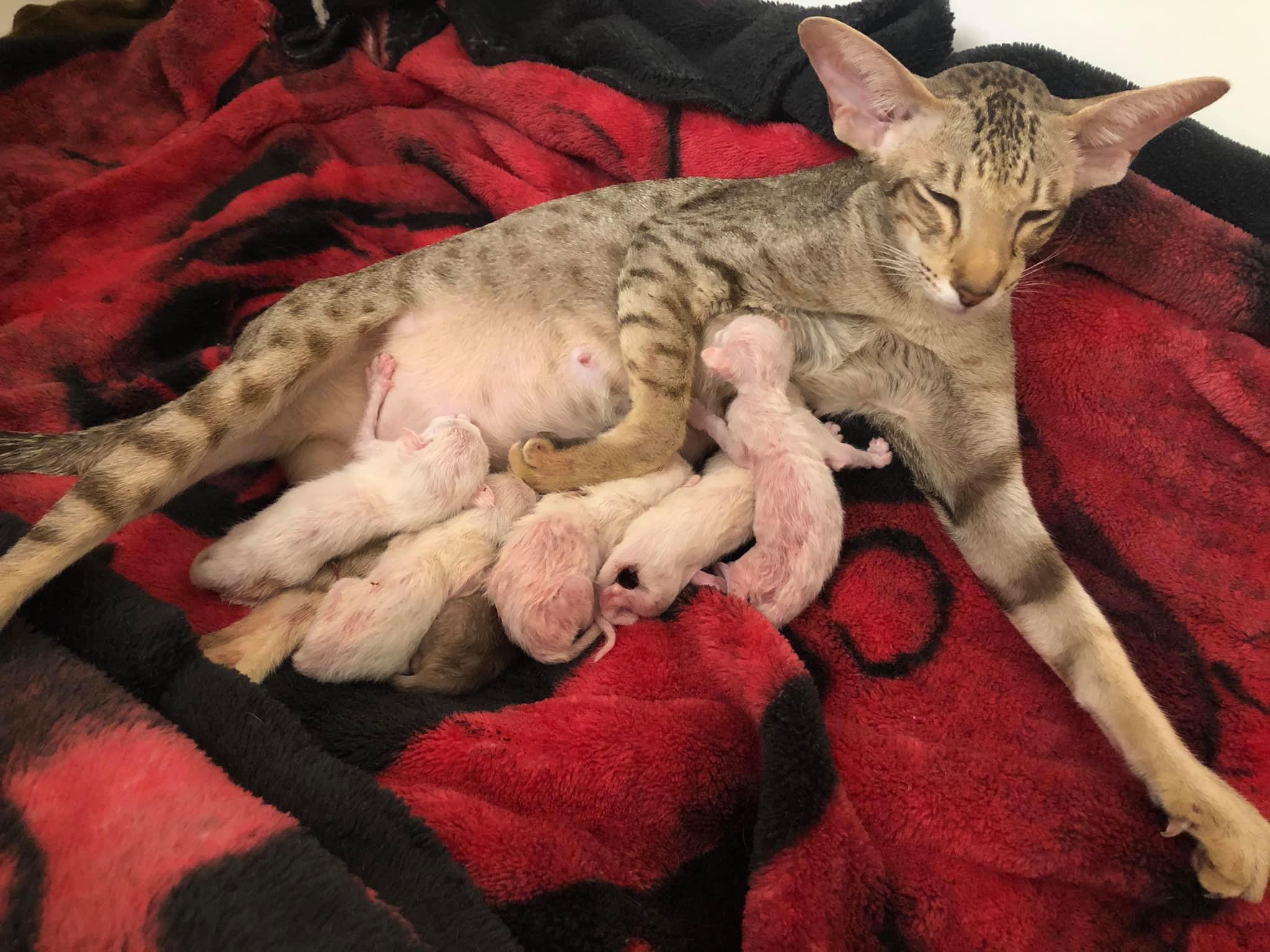 cat with babies.jpg