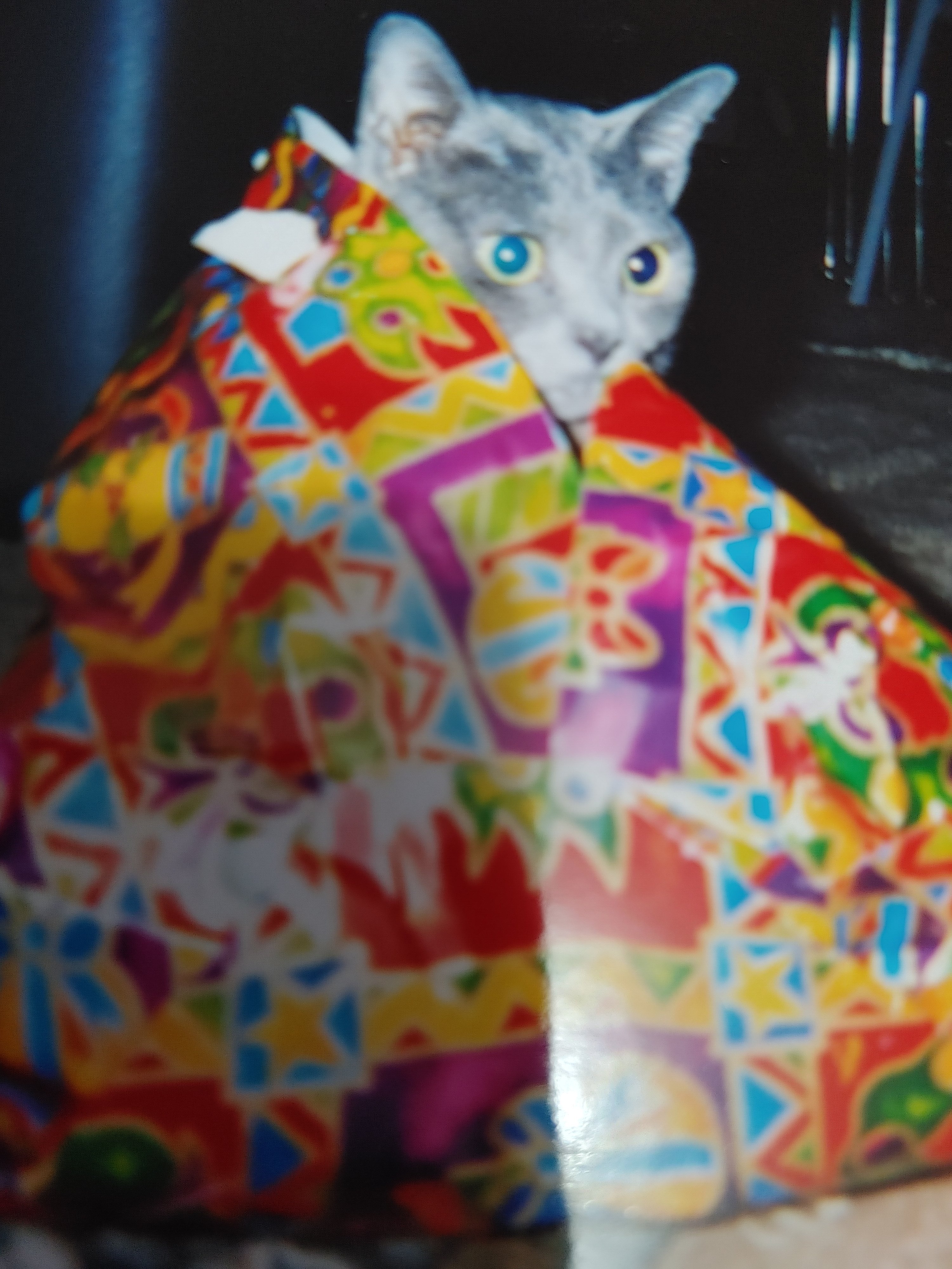 cat wrapped.jpg
