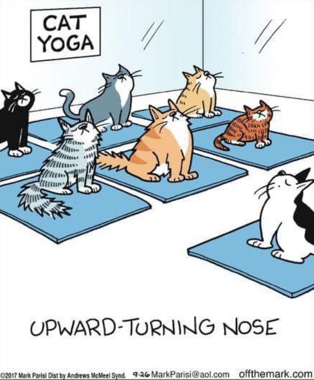 cat yoga.jpg