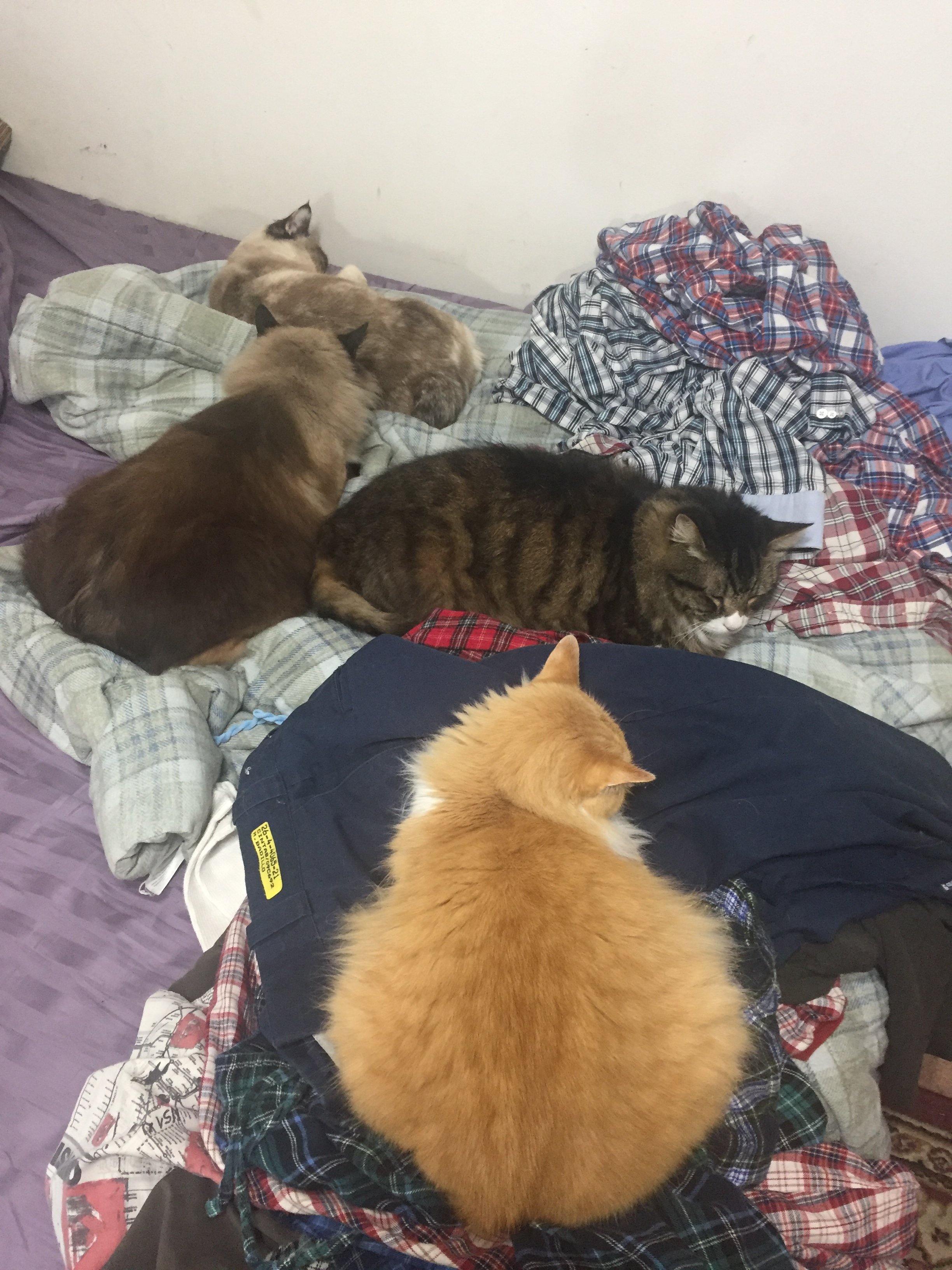 cats all loafing.jpg
