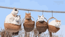 cats-basket.gif