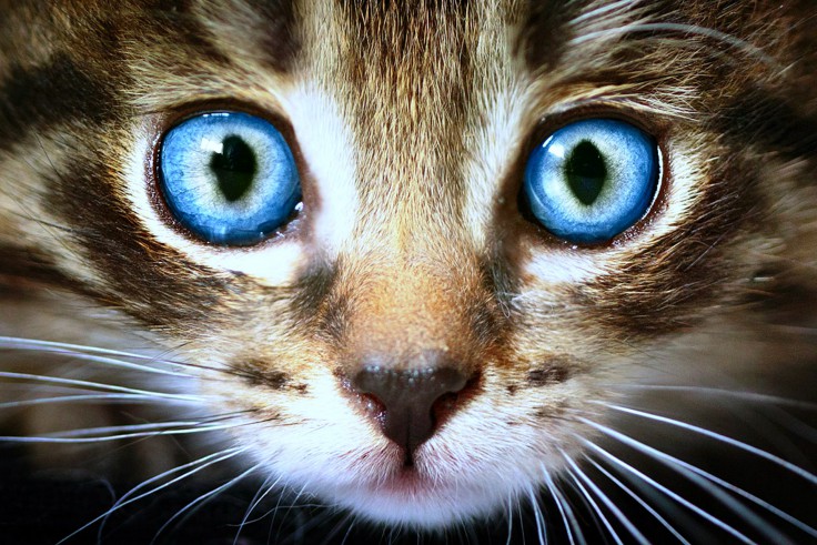 cats-big-blue-eyes-cat.jpg