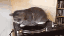 cats-cat-spin.gif