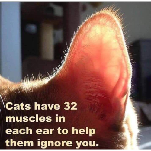 Cat's Ears.png